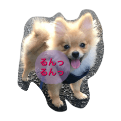 [LINEスタンプ] ポメちゃんの日常です♪