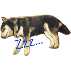 [LINEスタンプ] 黒柴ちー坊