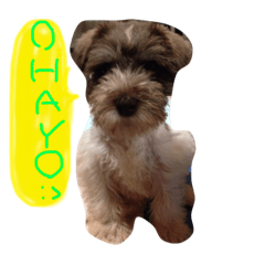 [LINEスタンプ] 陽気なシュナウザー