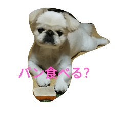 [LINEスタンプ] ペキドッグ
