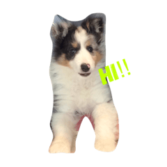 [LINEスタンプ] シェルティ みうのスタンプ