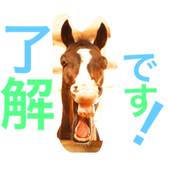 [LINEスタンプ] 敬語の馬スタンプ
