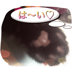 [LINEスタンプ] cat5510