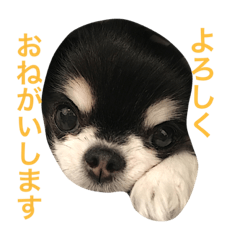 [LINEスタンプ] ブラタンチワワ のあ