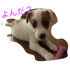 [LINEスタンプ] ジャックラッセルテリア♡