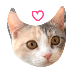 [LINEスタンプ] わしんちのチョコちゃん☺︎