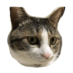 [LINEスタンプ] 猫のハルくん