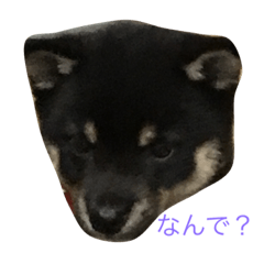[LINEスタンプ] dogs10