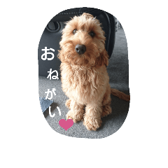 [LINEスタンプ] スプードル・ダギーくん