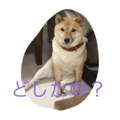 [LINEスタンプ] 柴犬 チャミ