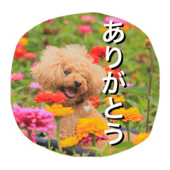 [LINEスタンプ] 本性は凶暴だよ。