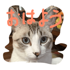 [LINEスタンプ] うちのネコねこ