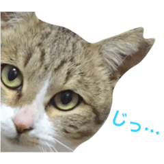 [LINEスタンプ] ぱる(猫)