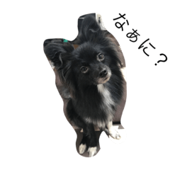 [LINEスタンプ] 私の可愛い愛犬