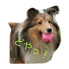 [LINEスタンプ] シェルティのおやこ