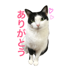 [LINEスタンプ] 白黒うし柄みーちゃん