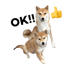 [LINEスタンプ] 森田家のしば犬達