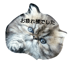 [LINEスタンプ] 我が家のエキゾチックの猫さんの日常