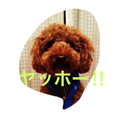 [LINEスタンプ] カブちゃんスタンプ