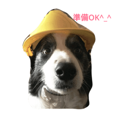 [LINEスタンプ] かわいいボーダーコリー