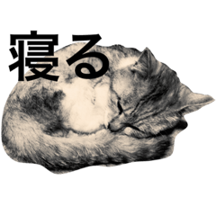 [LINEスタンプ] らーさんとしーさん