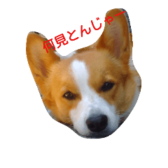 [LINEスタンプ] Wankonokao