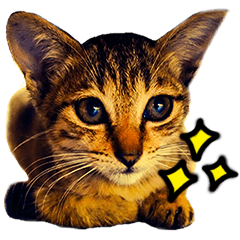 [LINEスタンプ] Cats in loving