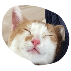 [LINEスタンプ] 我が家の癒し猫