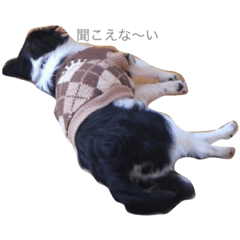 [LINEスタンプ] ちわわ④