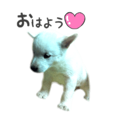 [LINEスタンプ] 北海道犬 姫ちゃんと愉快な仲間たち