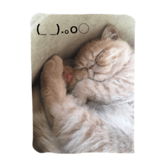 [LINEスタンプ] ブサ可愛エキゾチック
