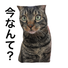 [LINEスタンプ] 猫のめーちゃん