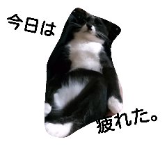 [LINEスタンプ] 猫の日常！