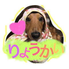 [LINEスタンプ] 動物だいすき