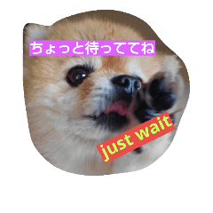 [LINEスタンプ] ポメラニアンシンちゃん2