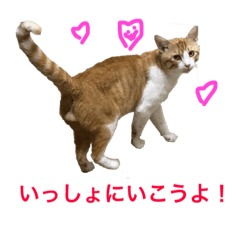 [LINEスタンプ] キチにゃん−パート3