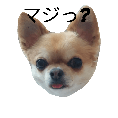 [LINEスタンプ] chiwawa noa