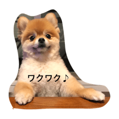 [LINEスタンプ] ポメラニアン桃子