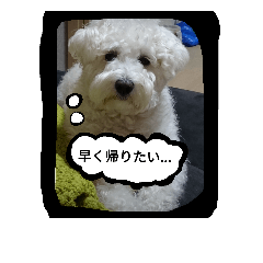 [LINEスタンプ] 白い犬のスタンプ