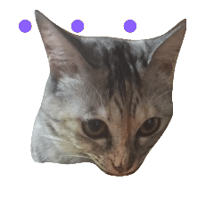 [LINEスタンプ] おてんば猫＊りん