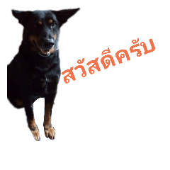 [LINEスタンプ] CatDogEw