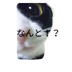 [LINEスタンプ] ねこねこざんまい