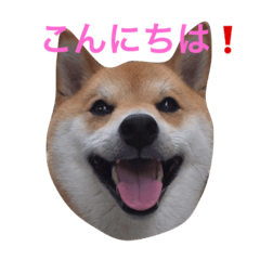 [LINEスタンプ] JapaneseSHIBA