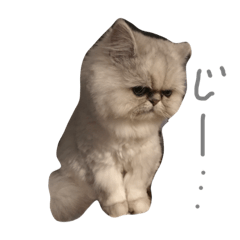 [LINEスタンプ] ペコと一緒