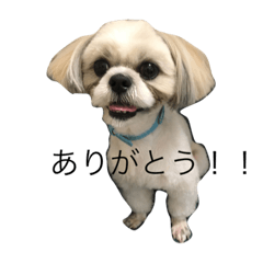 [LINEスタンプ] かわいいシーズー！