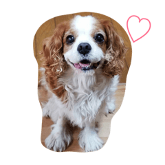 [LINEスタンプ] ちゃちゃぶー