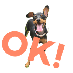 [LINEスタンプ] CUTE Miniature Pinscher kikiの画像（メイン）