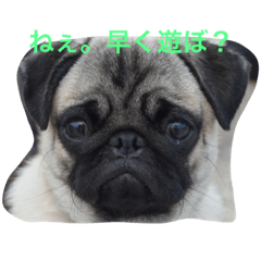 [LINEスタンプ] パグの華ちゃん