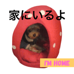 [LINEスタンプ] ヨーキーとシュナの可愛い写真スタンプ