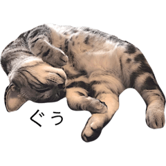 [LINEスタンプ] キング猫チャーリー